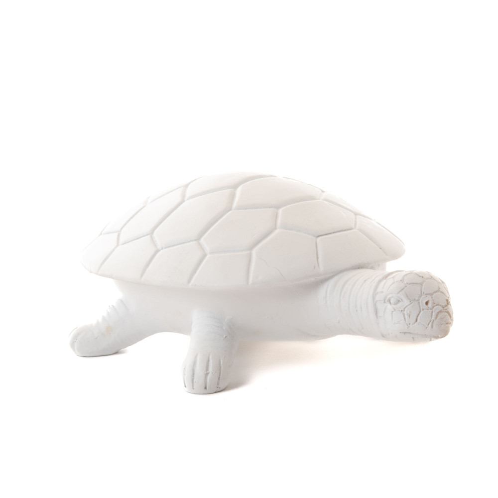 Amadeus Blanche Tortue - Image 2